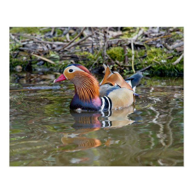 Mandarin duck paddling along poster (Front)