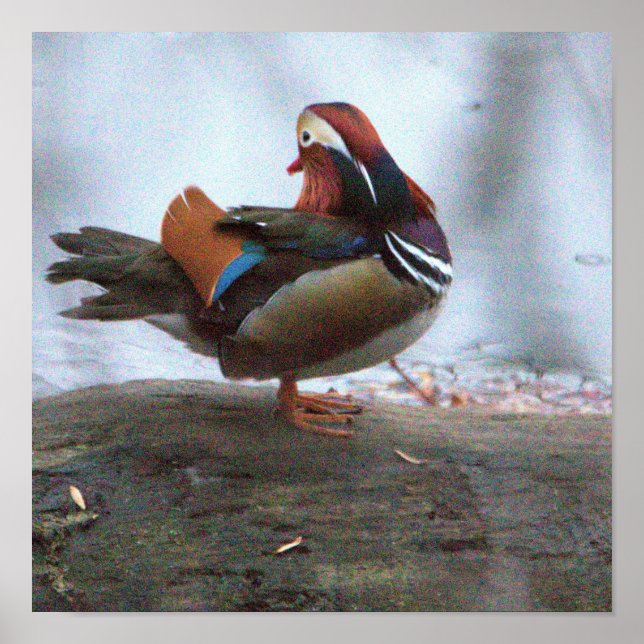 Mandarin Duck Photo Poster (Front)