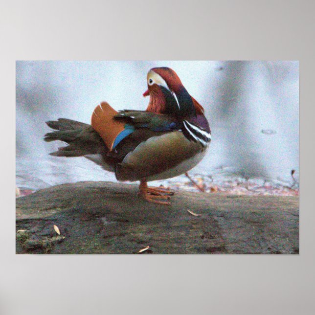 Mandarin Duck Photo Poster (Front)