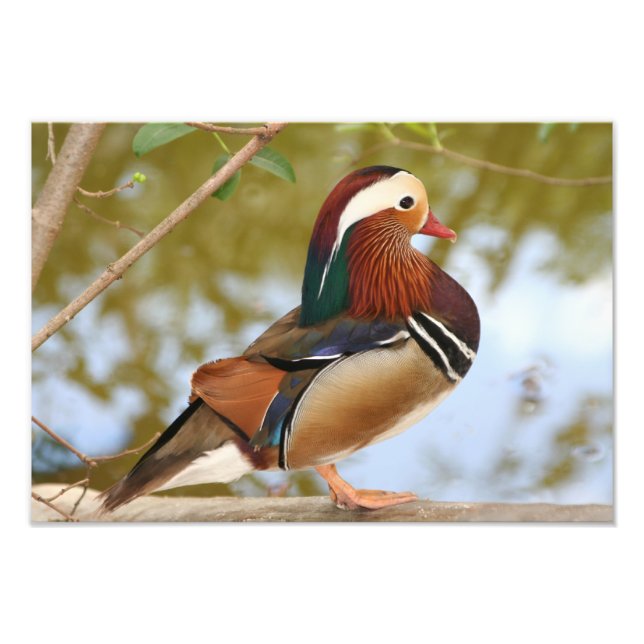Mandarin Duck Photo Print (Front)