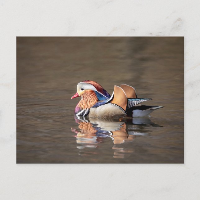 Mandarin Duck Postcard (Front)