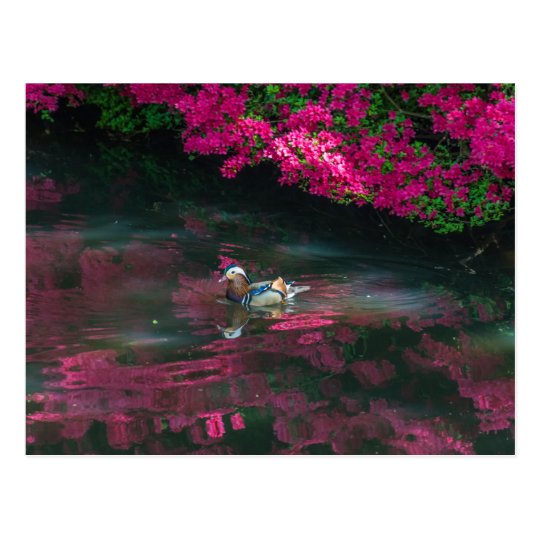 Mandarin duck postcard