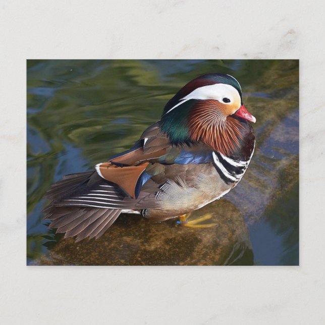 mandarin duck postcard (Front)