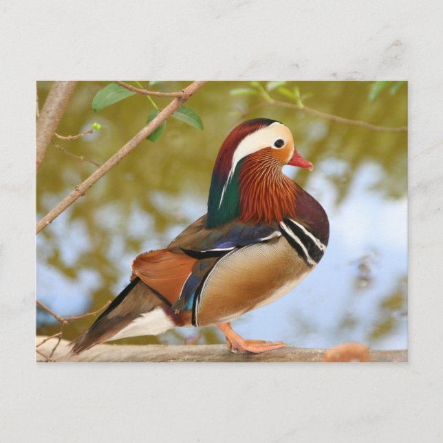 Mandarin Duck Postcard (Front)