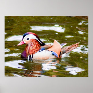 Mandarin Duck Poster