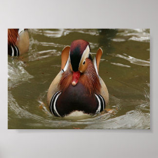Mandarin Duck Poster