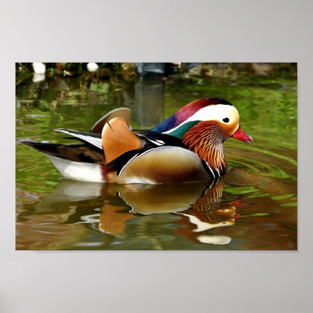 Mandarin Duck Poster (Front)