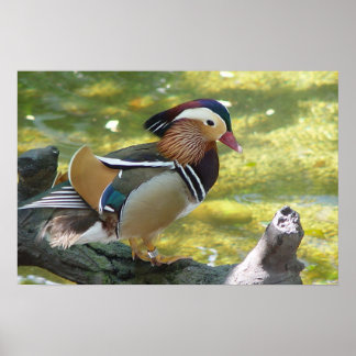Mandarin Duck Poster