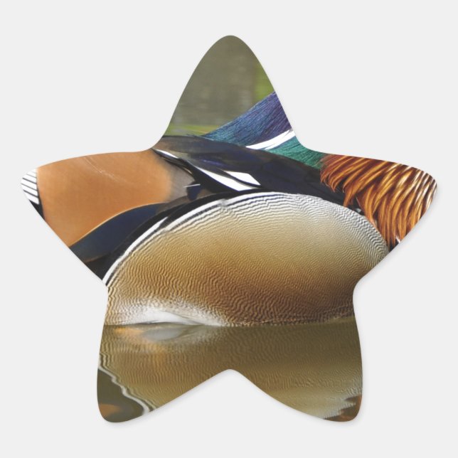 mandarin duck star sticker (Front)