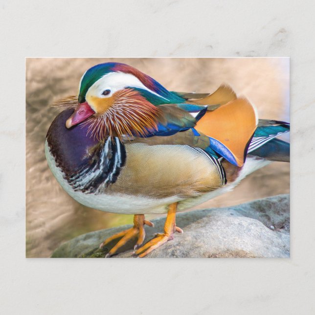 Mandarin Duck with Beautiful Feathers Postcard (Front)