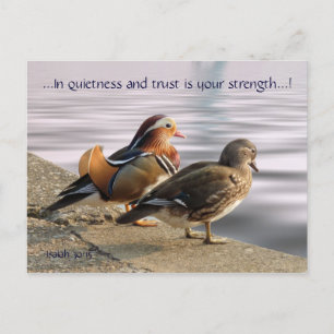 Mandarin ducks togertherness postcard