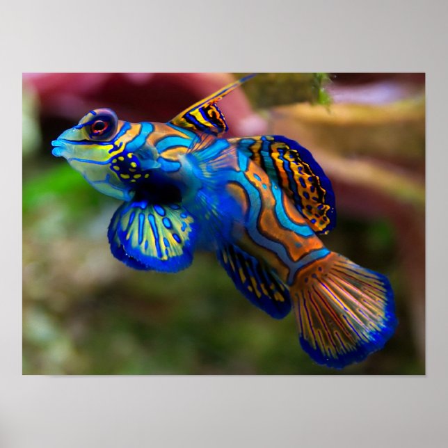 Mandarin Fish Poster (Front)