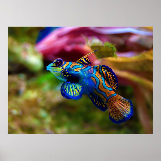 Mandarin Fish Synchiropus Splendidus Poster (Front)