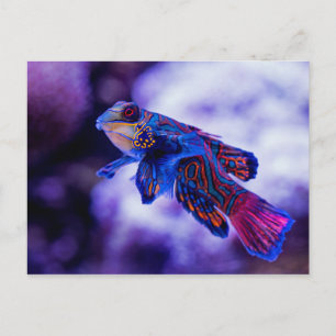 Mandarin Goby Fish Postcard
