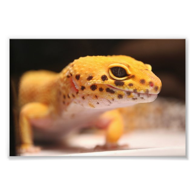 Mandarin Leopard Gecko Photo (Front)