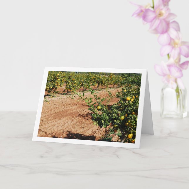 Mandarin Orange Tree Orchard Card (Orchid)