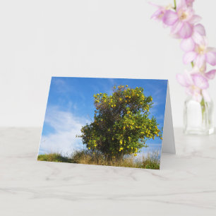 Mandarin Orange Tree Portrait Card