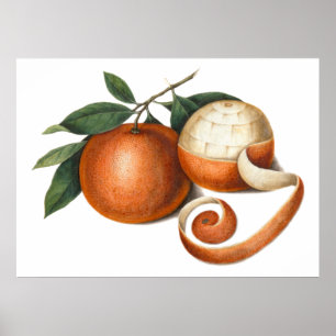 Mandarin Oranges Antique Chinese Painting Poster