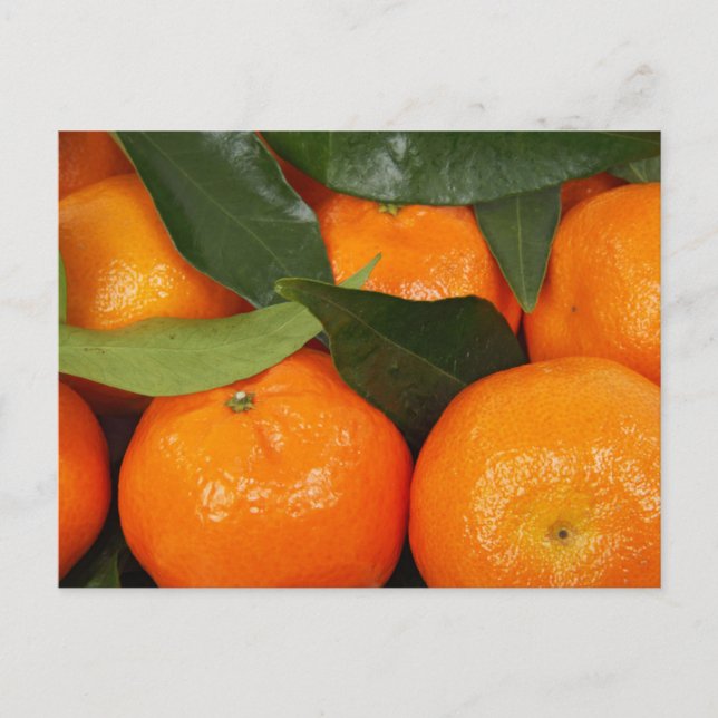 Mandarin Oranges Postcard (Front)