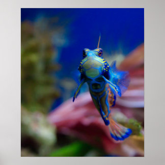 Mandarinfish Poster