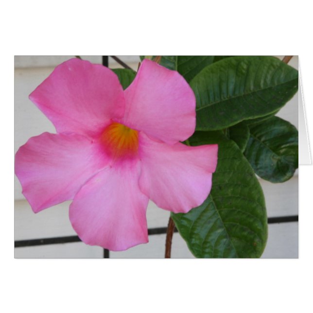Mandevilla (Front Horizontal)