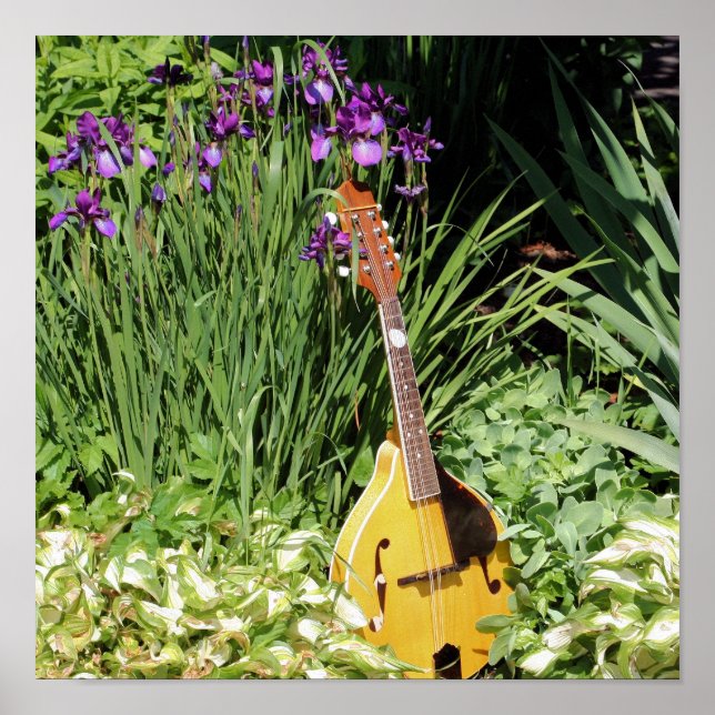 Mandolin And Iris Flower Garden   Poster (Front)