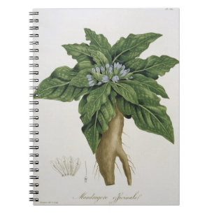 Mandragora Officinarum from 'Phytographie Medicale Notebook