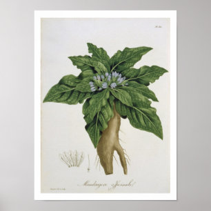Mandragora Officinarum from 'Phytographie Medicale Poster
