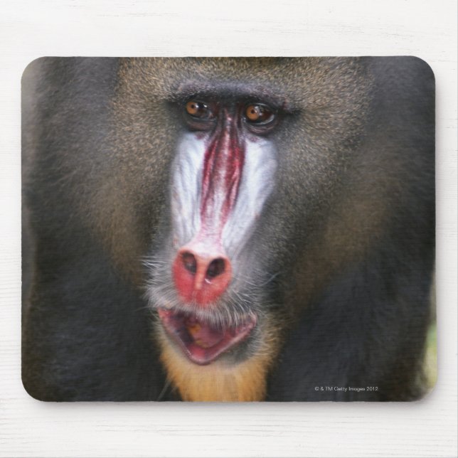 Mandril (Mandrillus sphinx) close up Mouse Pad (Front)