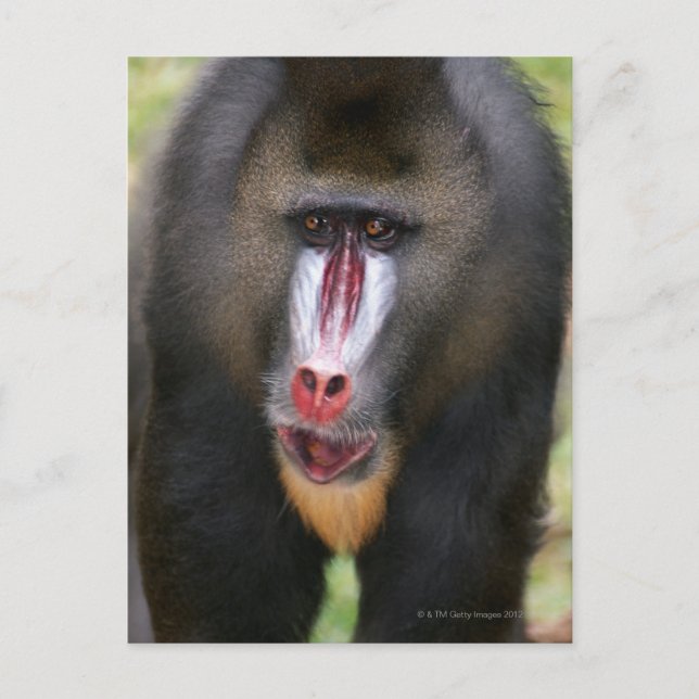 Mandril (Mandrillus sphinx) close up Postcard (Front)
