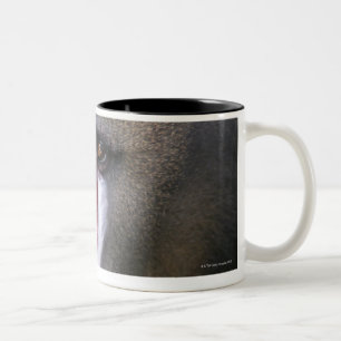Mandril (Mandrillus sphinx) close up Two-Tone Coffee Mug
