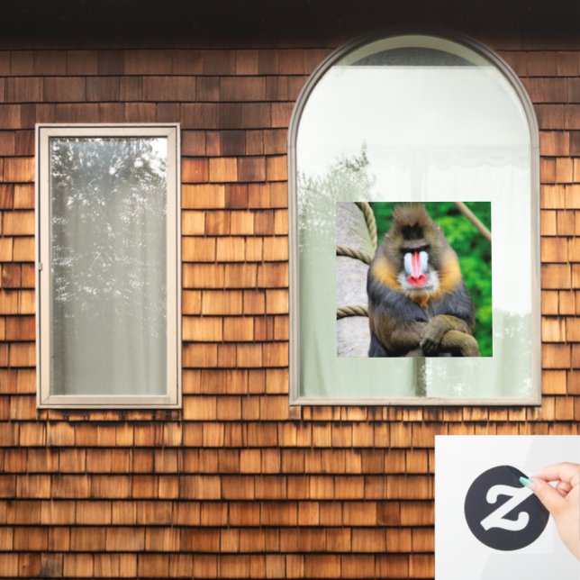 Mandrill 001 (Home Window)