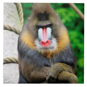 Mandrill 001 ceramic tile