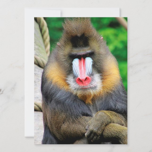 Mandrill 001 holiday card (Front)