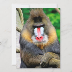 Mandrill 001 holiday card