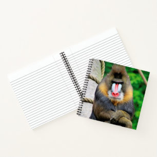 Mandrill 001 notebook