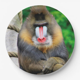 Mandrill 001 paper plate