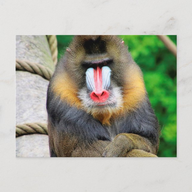 Mandrill 001 postcard (Front)