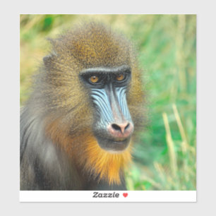Mandrill 002