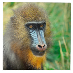 Mandrill 002 ceramic tile