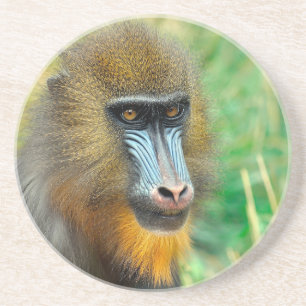 Mandrill 002 coaster