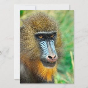 Mandrill 002 holiday card