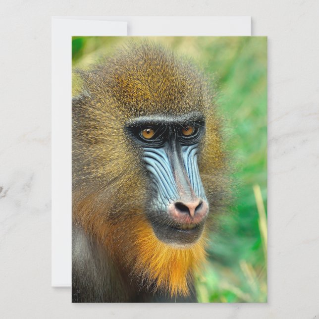 Mandrill 002 holiday card (Front)