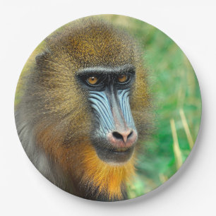 Mandrill 002 paper plate