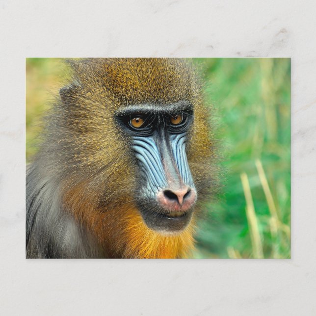 Mandrill 002 postcard (Front)