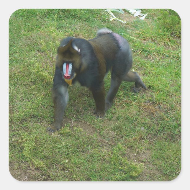 Mandrill #5 Stickers (Front)