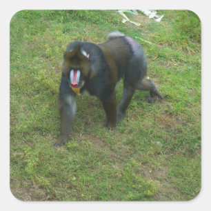 Mandrill #5 Stickers
