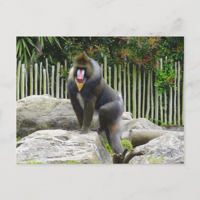 Mandrill #8 Postcard (Front)