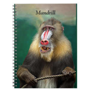 Mandrill, African Ape Notebook