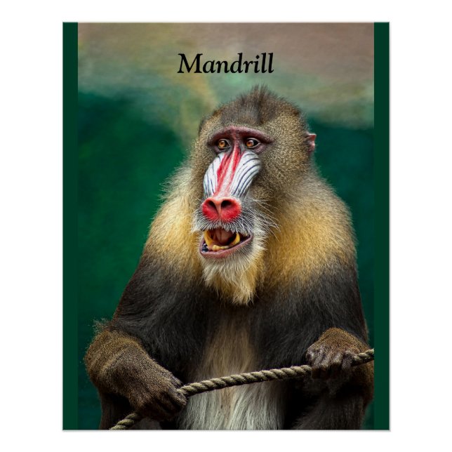 Mandrill, African Ape Poster (Front)